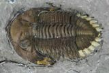 Greenops Trilobite - Hungry Hollow, Ontario #164402-5
